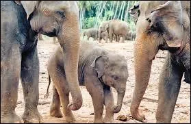 Où se trouve l'éléphant sauvage d'Asie ?