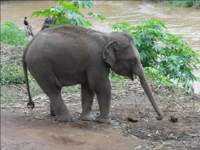 Comment dit-on éléphant d'Asie en Népalais ?