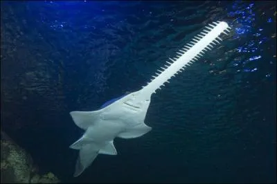 Comment s'appelle un musicien dont l'instrument s'inspire de la photo ?