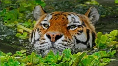 Trouvez le titre d'un film de Sylvester Stallone !