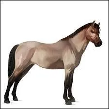 Quelle est la race de ce cheval ?