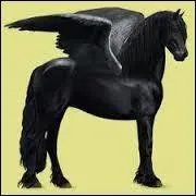 Quelle est l'espèce de ce cheval ?