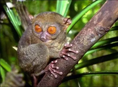 Quel est le nom de cet animal ?