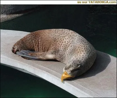 Quel est le nom de cet animal ?