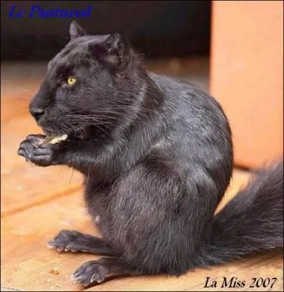 Quel est le nom de cet animal ?