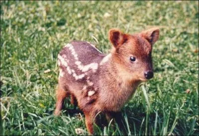 Quel est le nom de cet animal ?