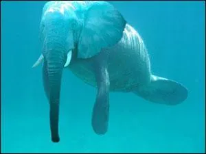 Quel est le nom de cet animal ?