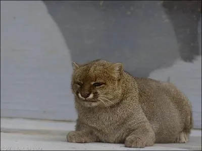 Quel est le nom de cet animal ?