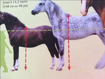 Comment s'appelle le plus grand cheval ?