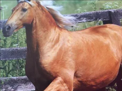 Qu'est-ce qu'un palomino ?
