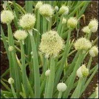 En août, il fait bon chercher salade et ... !