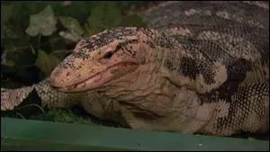 Quel est le nom de ce lézard ?