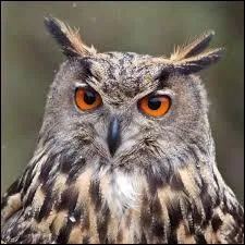 Sur la photo, on peut voir un hibou.