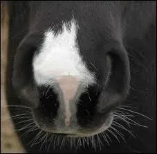 Comment s'appelle cette trace blanche sur son nez ?