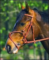 Quel est le nom de cette muserolle ?