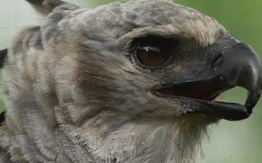 Quiz Rapaces