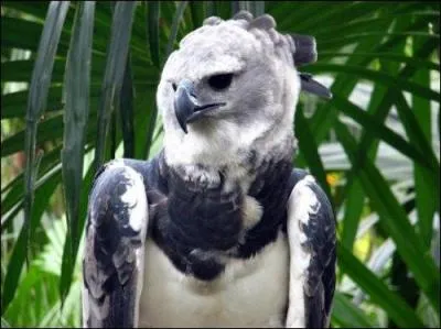 Les harpies forment des couples :