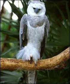 Sur quel billet apparaît la harpie féroce ?