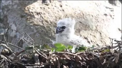 Combien de temps dure l'incubation ?