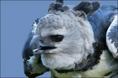 Pour quelle raison la harpie est-elle menacée ?