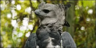 Combien mesure l'envergure du rapace en moyenne ?