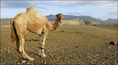 Qu'est-ce qu'une "hamada" ?