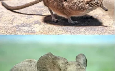 Quiz Animaux bizarres