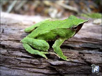 La grenouille de Darwin possède une reproduction étonnante, unique chez les grenouilles !