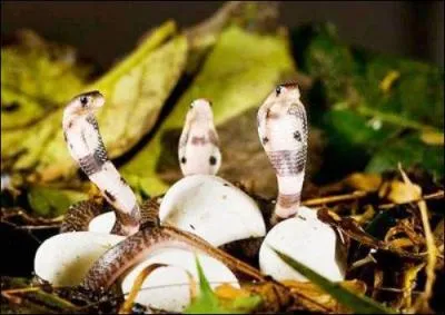 La femelle du cobra royal a elle aussi une particularité, unique dans le monde des serpents !