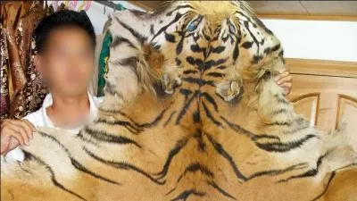 En Grande-Bretagne, l'Agence Environnementale d'Investigation tente de sauver les derniers tigres de la planète, on l'appelle ...