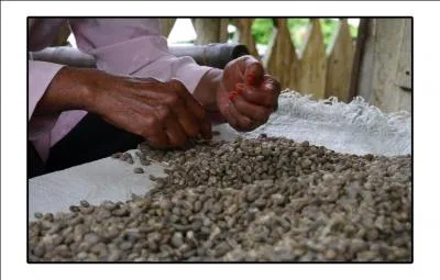 Si vous désirez boire un café sortant de l'ordinaire, le Kopi Luwak, il vous faudra débourser pas mal d'argent dans une boutique de luxe, où prendre la direction de l'Indonésie pour déguster un café agrémenté ...