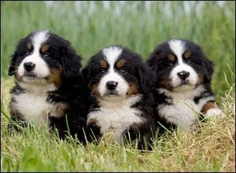 Quelle est cette race ?