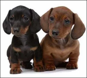 Quelle est cette race ?