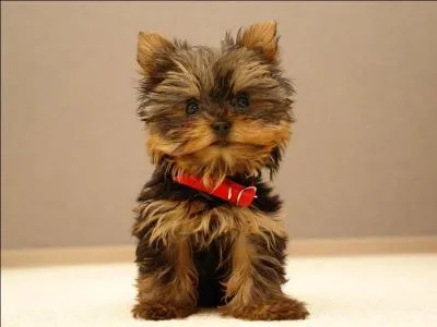 Quel poil a le Yorshire terrier? (ne pas se fier à la photo)