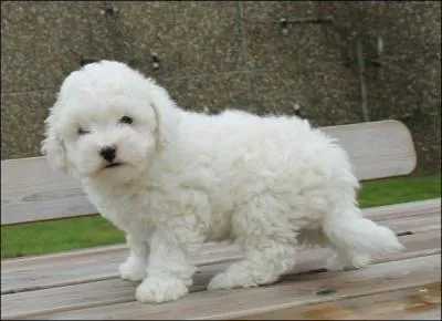 Quelle est cette race ?