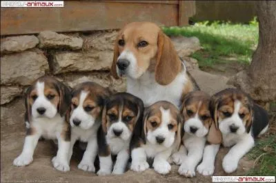 Quelle est cette race ?