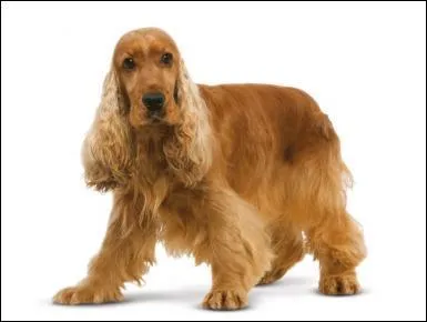 Quelle est cette race ?