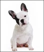 Quelle est cette race ?