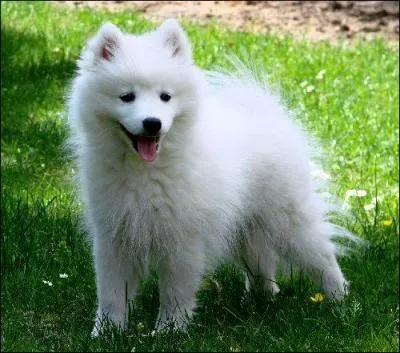 Quelle est cette race ?