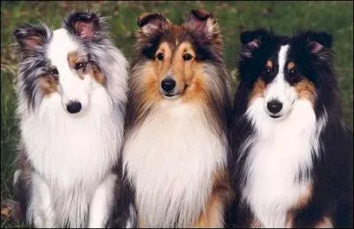 Quelle est cette race ?