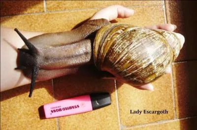 Le plus gros escargot du monde peut peser 1500 grammes !
