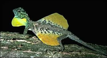 Si tu as la chance de visiter l'Indonésie, tu pourras y voir un petit lézard arboricole, le lézard draco, que l'on appelle aussi le dragon volant, car il peut voler en planant !