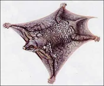 Il existe même des petits lémuriens capables de voler en planant comme le colugo, ou galéopothèque !