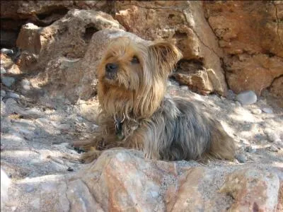 Tous les Yorkshires ont horreur de l'eau, et sauf nécessité extrème, le York ne nage pas.