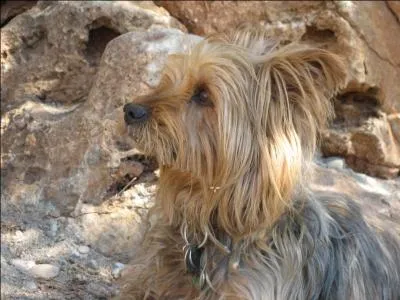 Le chocolat est un aliment qui peut s'avérer mortel pour le Yorkshire :