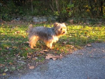 Pour être confirmé, le Yorkshire doit être :