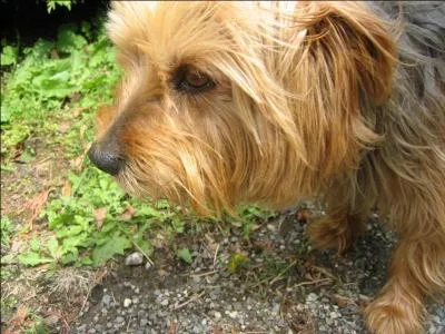 L'espérance de vie d'un Yorkshire Terrier est beaucoup plus grande que celle d'un gros chien de race, il peut vivre jusqu'à 17, 18, voire exceptionnellement 20 ans.