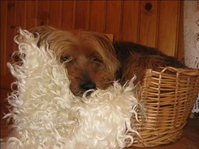 De quel groupe fait partie le Yorkshire Terrier ?