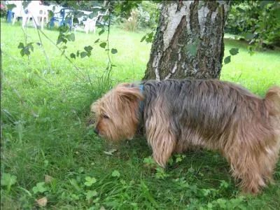 Un Yorkshire Terrier est-il facile à dresser ?