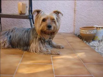 C'est au XIXe siècle que les premiers Yorkshires Terriers ont vu le jour. Issus de plusieurs races, quelles races ont participé aux premiers croisements ?